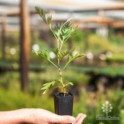 Grevillea Superb -Green Plant Corner superb tube 1