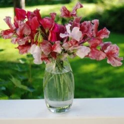 Sweet Pea Ripple Mix - Seed -Green Plant Corner sweet peas flickr julie