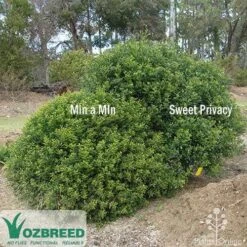 Murraya Sweet Privacy 18 Murraya Sweet Privacy -Green Plant Corner sweet privacy min a min compare