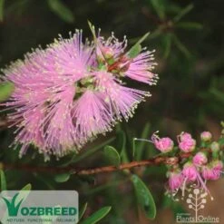 Callistemon Sweet Burst -Green Plant Corner sweetburst flower
