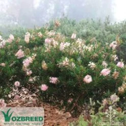 Callistemon Sweet Burst -Green Plant Corner sweetburst misty