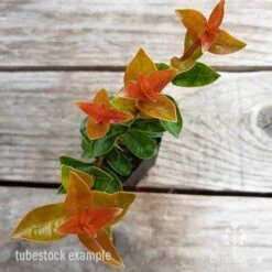 Syzygium Orange Twist - Lilly Pilly -Green Plant Corner syzygium orange twist