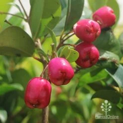 Syzygium Resilience - Lilly Pilly -Green Plant Corner syzygium resilience berries