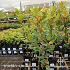 Syzygium Resilience - Lilly Pilly -Green Plant Corner syzygium resilience tubestock tall