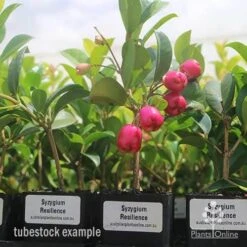 Syzygium Resilience - Lilly Pilly -Green Plant Corner syzygium resiliencetubestock berries