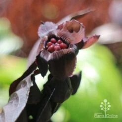 Bat Plant - Tacca -Green Plant Corner tacca flower closeup