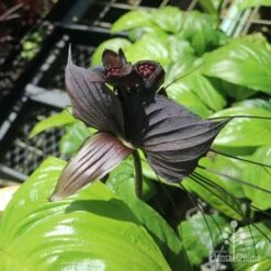Bat Plant - Tacca -Green Plant Corner tacca in nursery top