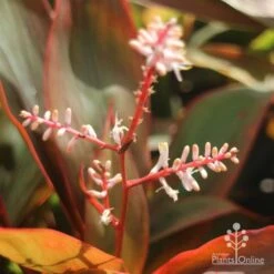 Cordyline Fruticosa Tangelo 24 Cordyline Fruticosa Tangelo -Green Plant Corner tangelo cordyline flower