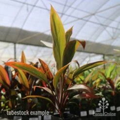 Cordyline Fruticosa Tangelo 33 Cordyline Fruticosa Tangelo -Green Plant Corner tangelo tube in nursery