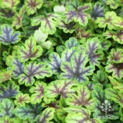 Heucherella Tapestry - Foamy Bells 20 Heucherella Tapestry - Foamy Bells -Green Plant Corner tapestry colour range