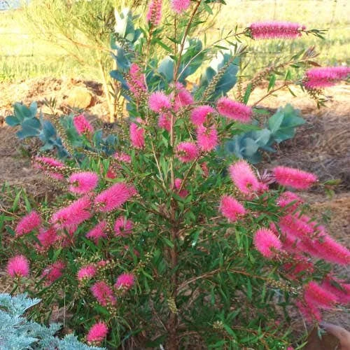 Callistemon Taree Pink 7 Callistemon Taree Pink - Image 5