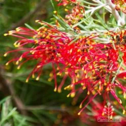 Grevillea Mini Marvel -Green Plant Corner thelemanniana grevillea flower