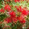 Grevillea Mini Marvel -Green Plant Corner thelemanniana grevillea flower2