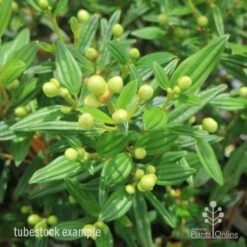 Tibouchina Chameleon 22 Tibouchina Chameleon -Green Plant Corner tib chameleon leaf 500 1