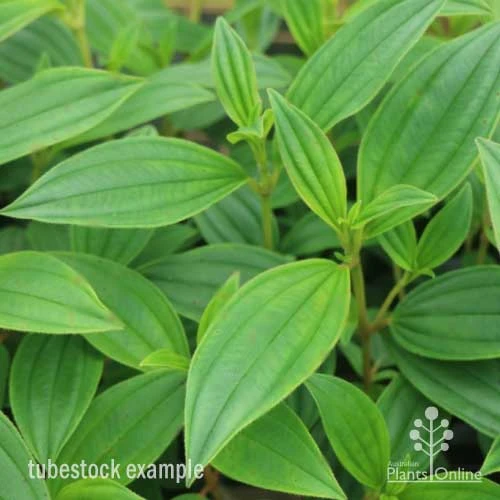 Tibouchina Illusion 18 Tibouchina Illusion - Image 16