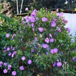 Tibouchina Allure -Green Plant Corner tibouchina allure bush