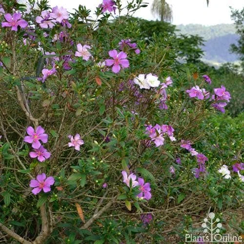 Tibouchina Chameleon 7 Tibouchina Chameleon - Image 5