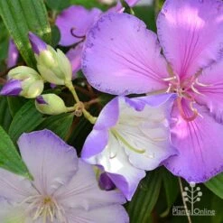 Tibouchina Illusion 21 Tibouchina Illusion -Green Plant Corner tibouchina illusion three colours