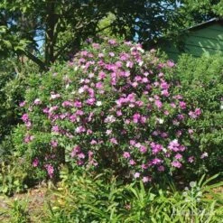 Tibouchina Chameleon 20 Tibouchina Chameleon -Green Plant Corner tibouchina mutable