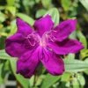 Tibouchina Purple Star -Green Plant Corner tibouchina purple star full open