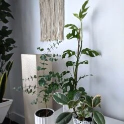 Philodendron Minima - Mini Monstera -Green Plant Corner tineke ficus and mini monstera