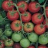 Tomato Tommy Toe - Seed -Green Plant Corner tomato tommy toe 500 1