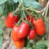 Tomato Roma - Seed -Green Plant Corner tomatoes roma growing