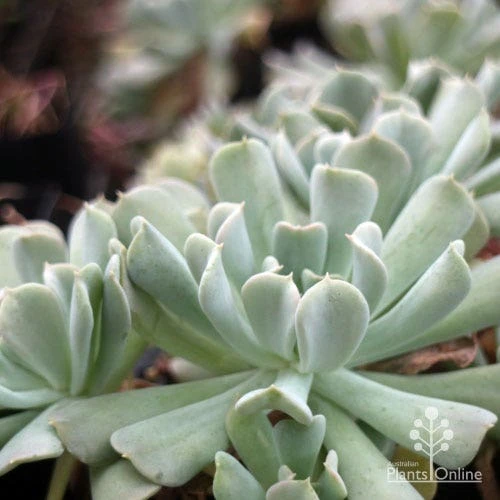 Echeveria Topsy Turvy - Succulent 5 Echeveria Topsy Turvy - Succulent - Image 3