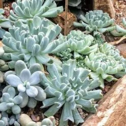 Echeveria Topsy Turvy - Succulent 17 Echeveria Topsy Turvy - Succulent -Green Plant Corner topsy turvy planted 2