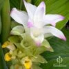 Turmeric -Green Plant Corner turmeric flower full