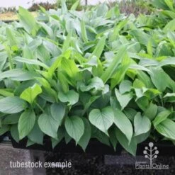 Turmeric -Green Plant Corner turmeric tubes
