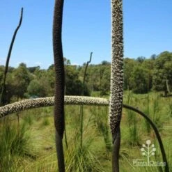 Xanthorrhoea - Grass Tree -Green Plant Corner two stages of grass tree flowerspike