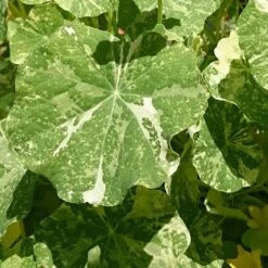 Nasturtium Alaska Salmon Variegated - Seed 7 Nasturtium Alaska Salmon Variegated - Seed -Green Plant Corner variegated nasturtiums leaf
