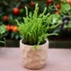 Crassula - Watchchain, Rat Tail Succulent -Green Plant Corner watchchain crassula potted 1