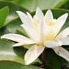 Water Lily Hermine - 1 Bulb 2 Water Lily Hermine - 1 Bulb -Green Plant Corner water lily for hermine