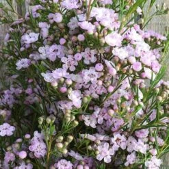 Chamelaucium Dancing Queen - Waxflower -Green Plant Corner wax dancing queen pg