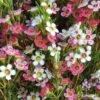 Chamelaucium MY SWEET 16™ - Waxflower -Green Plant Corner wax sweet 16 close pg
