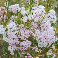 Chamelaucium Dancing Queen - Waxflower -Green Plant Corner waxflower dancing queen