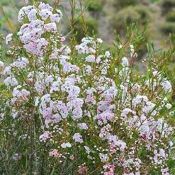 Chamelaucium Dancing Queen - Waxflower -Green Plant Corner waxflower dancing queen bush