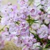 Chamelaucium Dancing Queen - Waxflower -Green Plant Corner waxflower dancing queen close