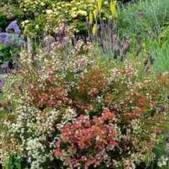 Chamelaucium MY SWEET 16™ - Waxflower -Green Plant Corner waxflower my sweet 16