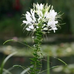 Cleome - Spider Flower - Seed -Green Plant Corner white cleome