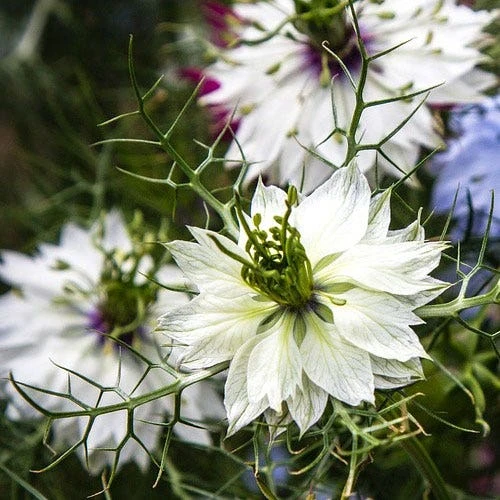 Green Plant Corner 37 Green Plant Corner -Green Plant Corner white nigella
