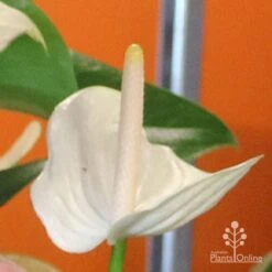 Anthurium White Winner -Green Plant Corner white winner mature spadix coour