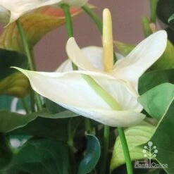 Anthurium White Winner -Green Plant Corner white winner new spadix colour
