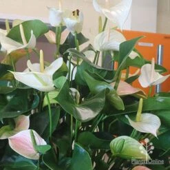 Anthurium White Winner -Green Plant Corner white winner plant flowering
