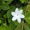 Gardenia White Star 2 Gardenia White Star -Green Plant Corner white star 1 2