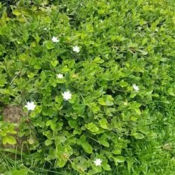 Gardenia White Star -Green Plant Corner white star 2 2