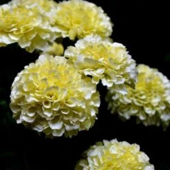 Marigold Kilimanjaro White - Seed -Green Plant Corner white tagetes