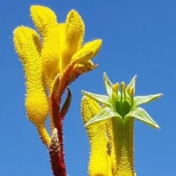 Anigozanthos Yellow Gem - Kangaroo Paw -Green Plant Corner yellow gem paw